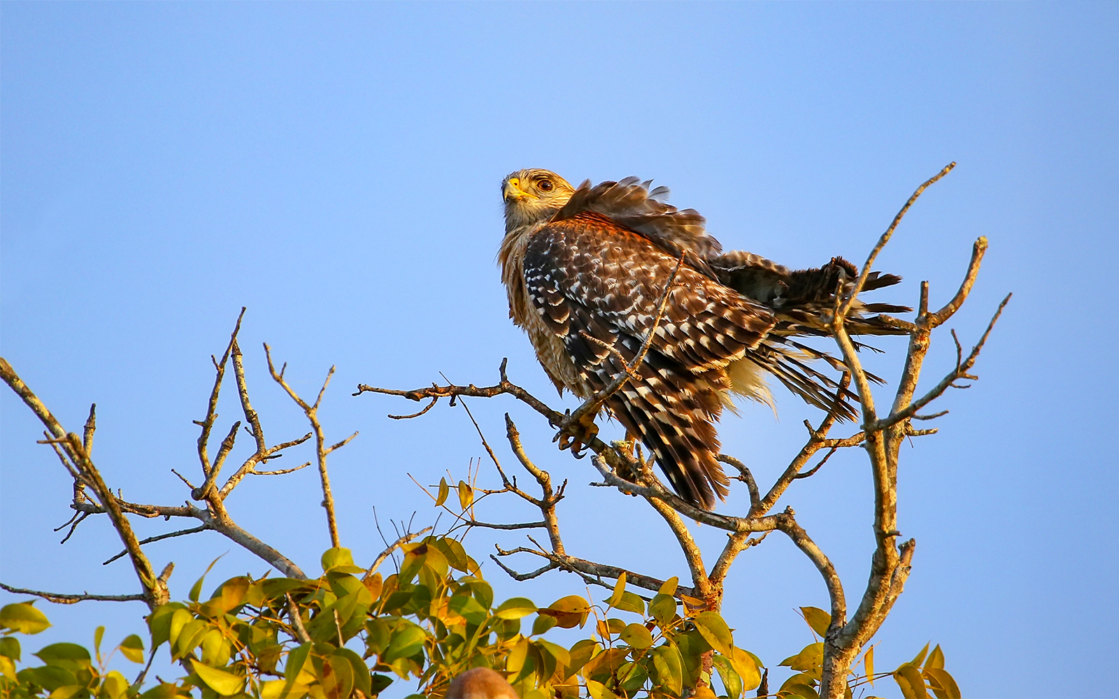 Red-shouldered hawk perched on a tree branch at Everglades National Park, Florida.