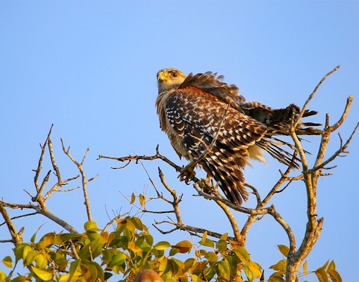 Red-shouldered hawk perched on a tree branch at Everglades National Park, Florida.