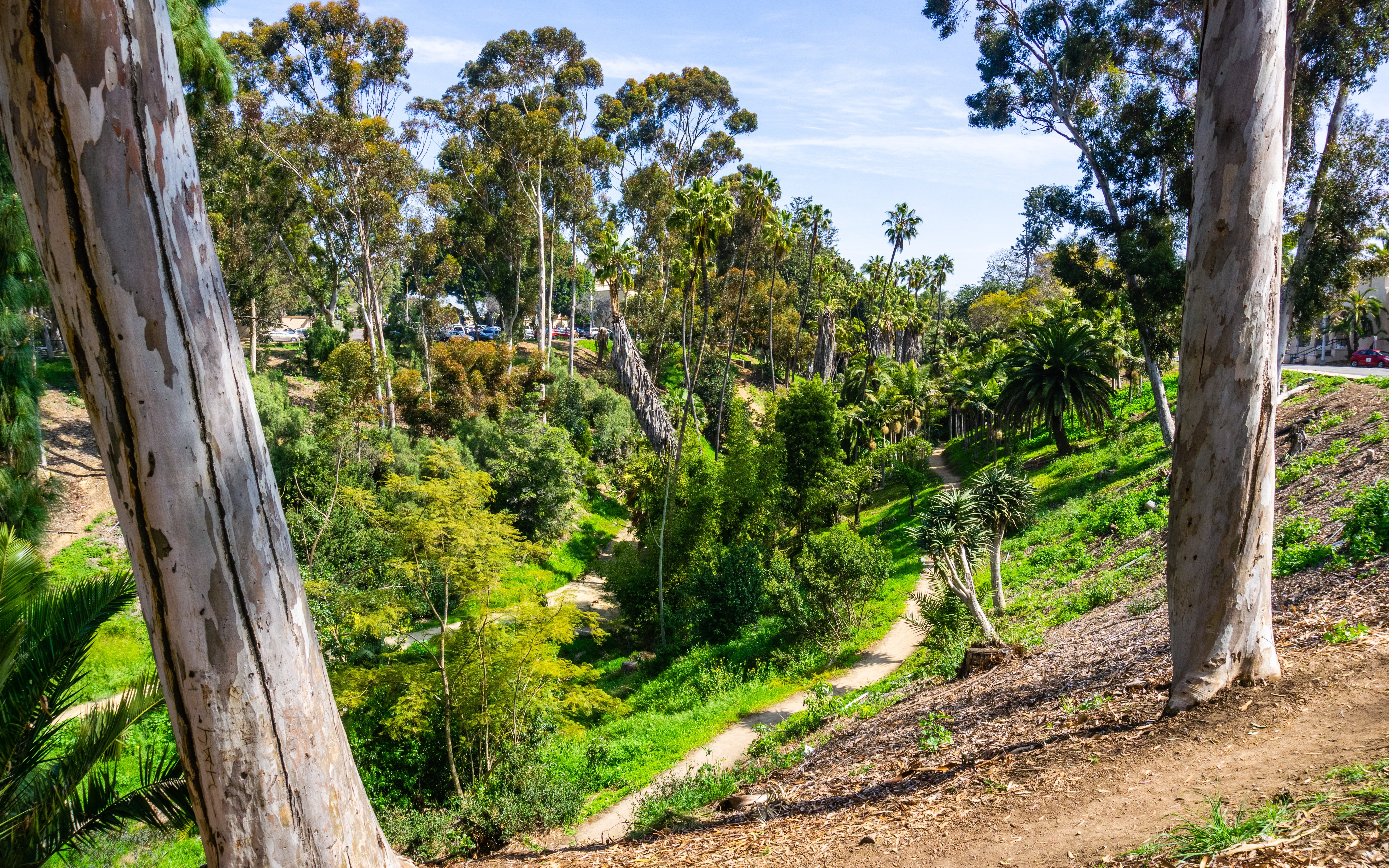 Palm Canyon trail with eucalyptus trees in Balboa Park, San Diego, California.
