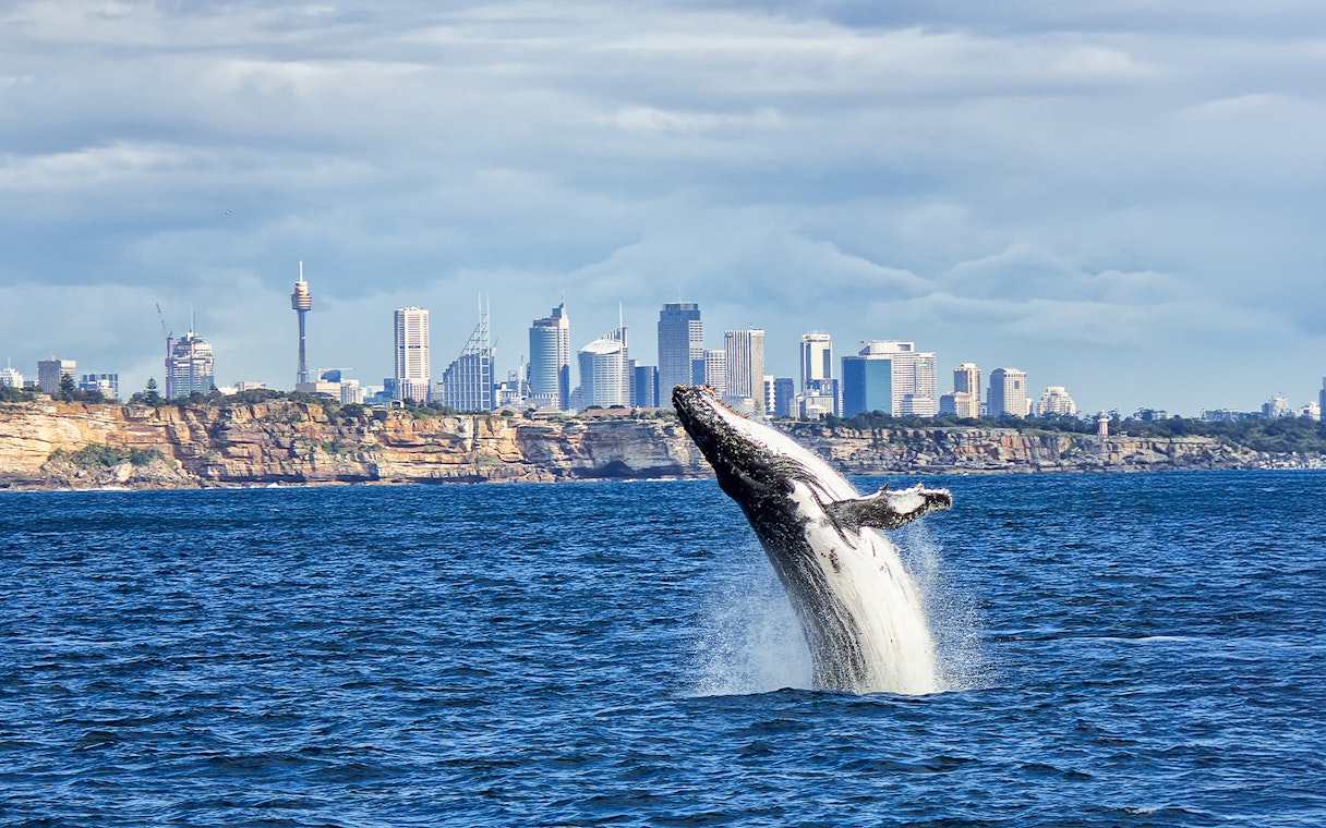Whale breaching near Sydney skyline during a whale watching cruise.