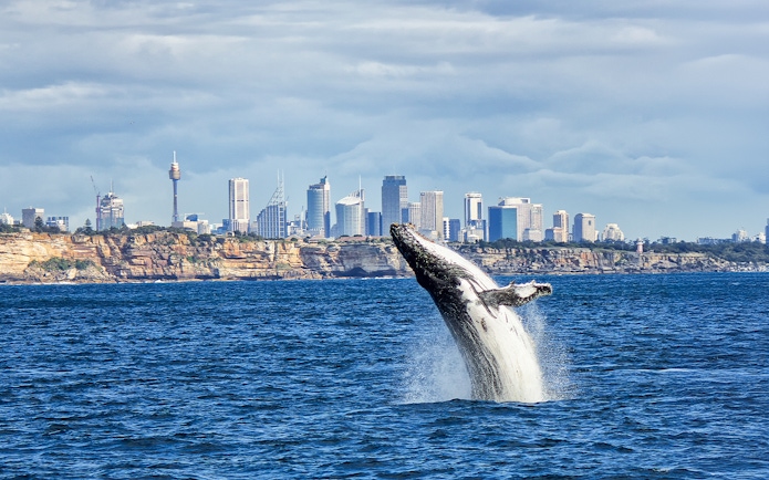 Whale breaching near Sydney skyline during a whale watching cruise.