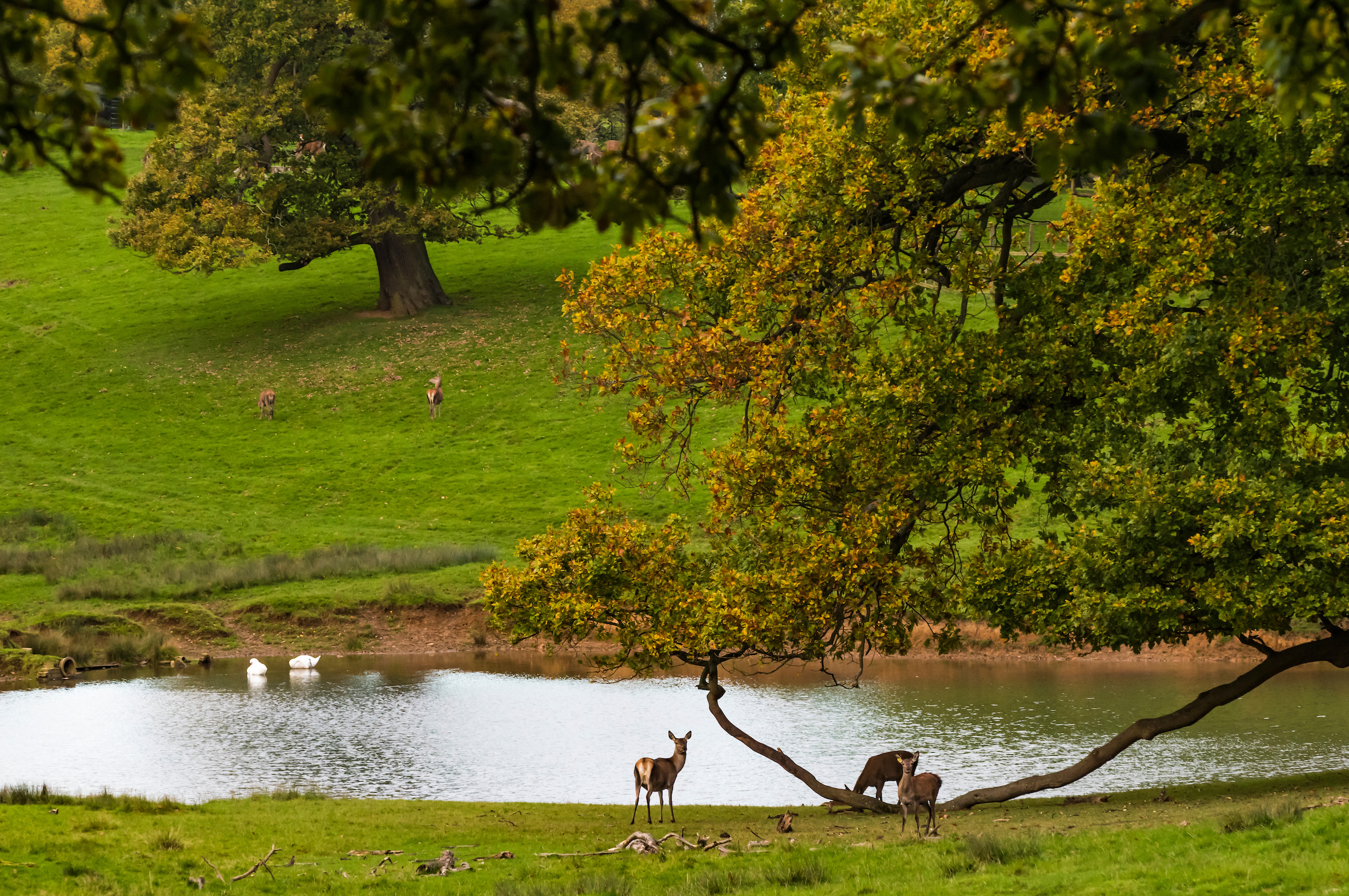Bedfordshire Wildlife Park