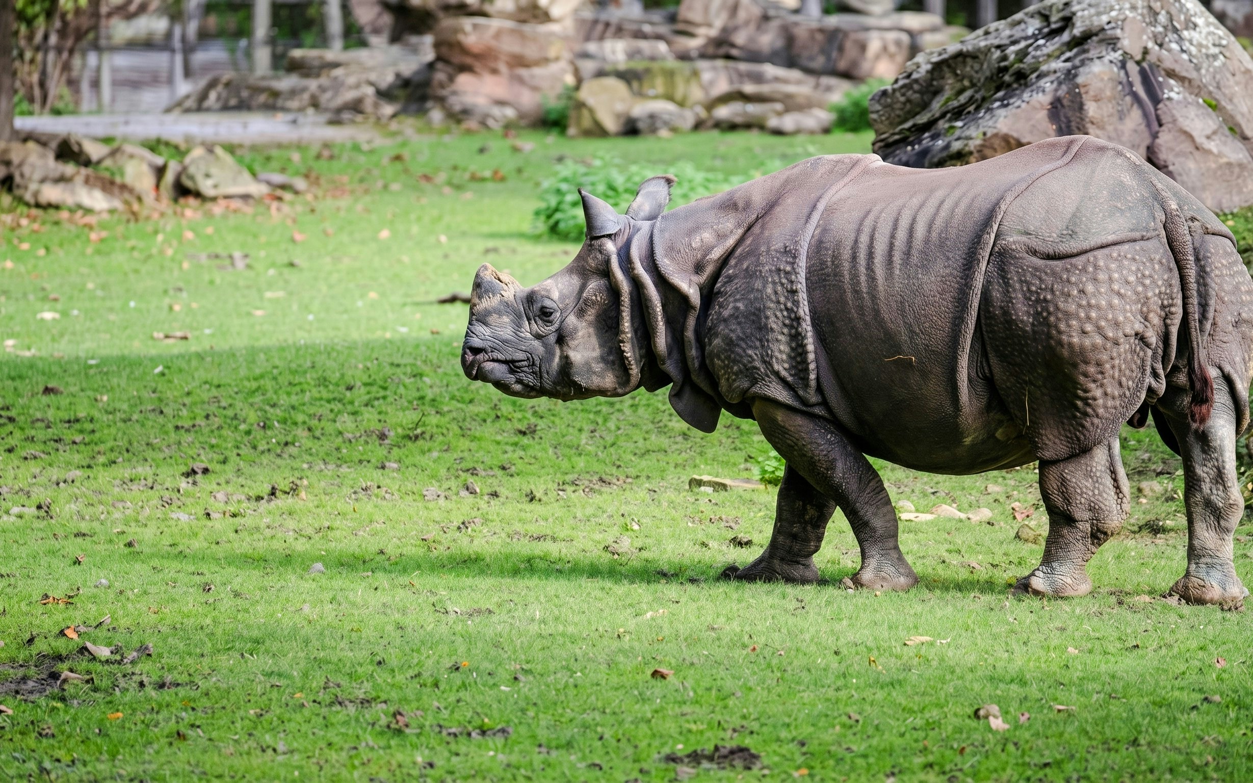Rhinoceros grazing in the Asiatic Plains at ZooParc de Beauval.