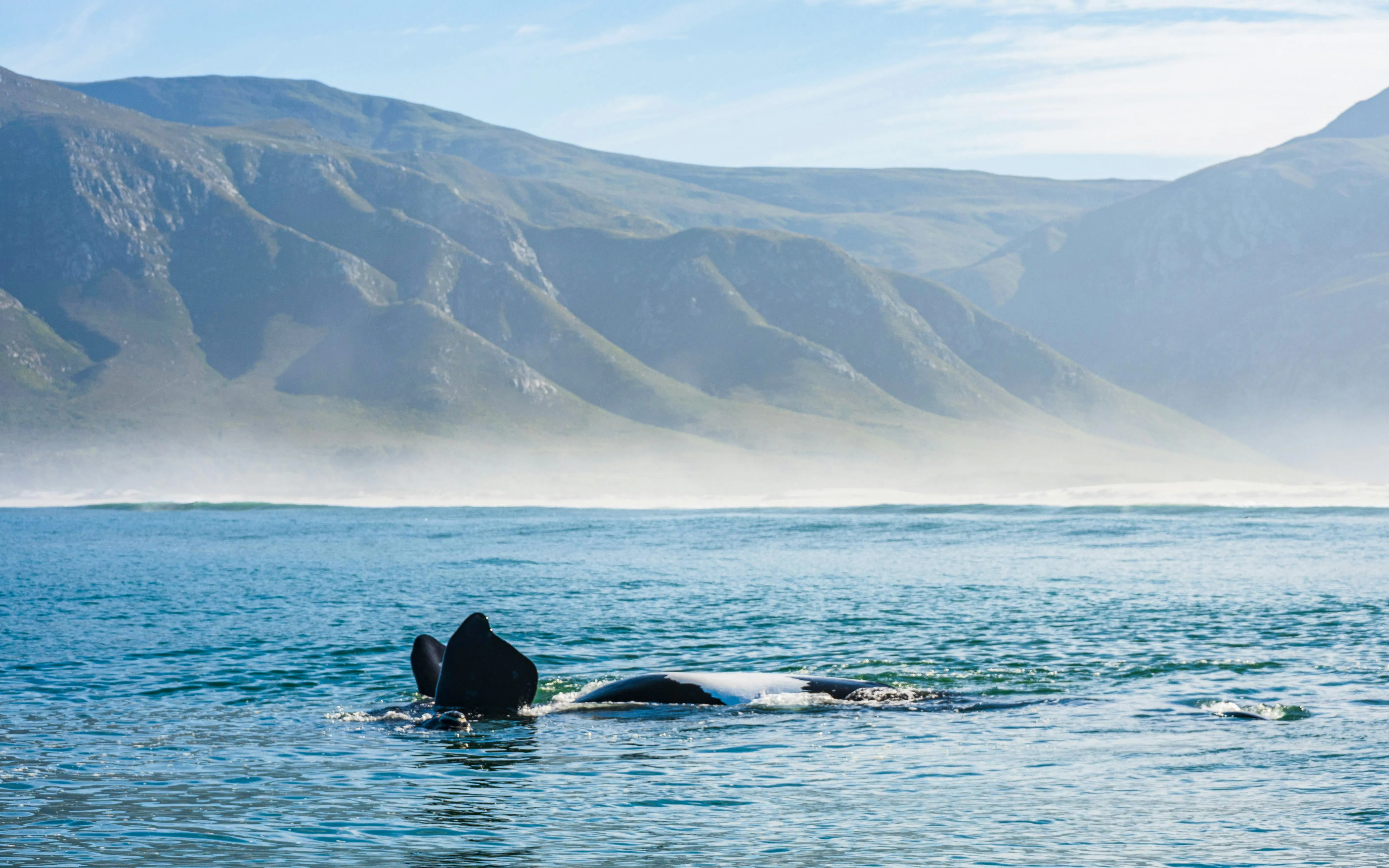 Whale tail surfacing in Hermanus Bay, South Africa with mountains in the background.