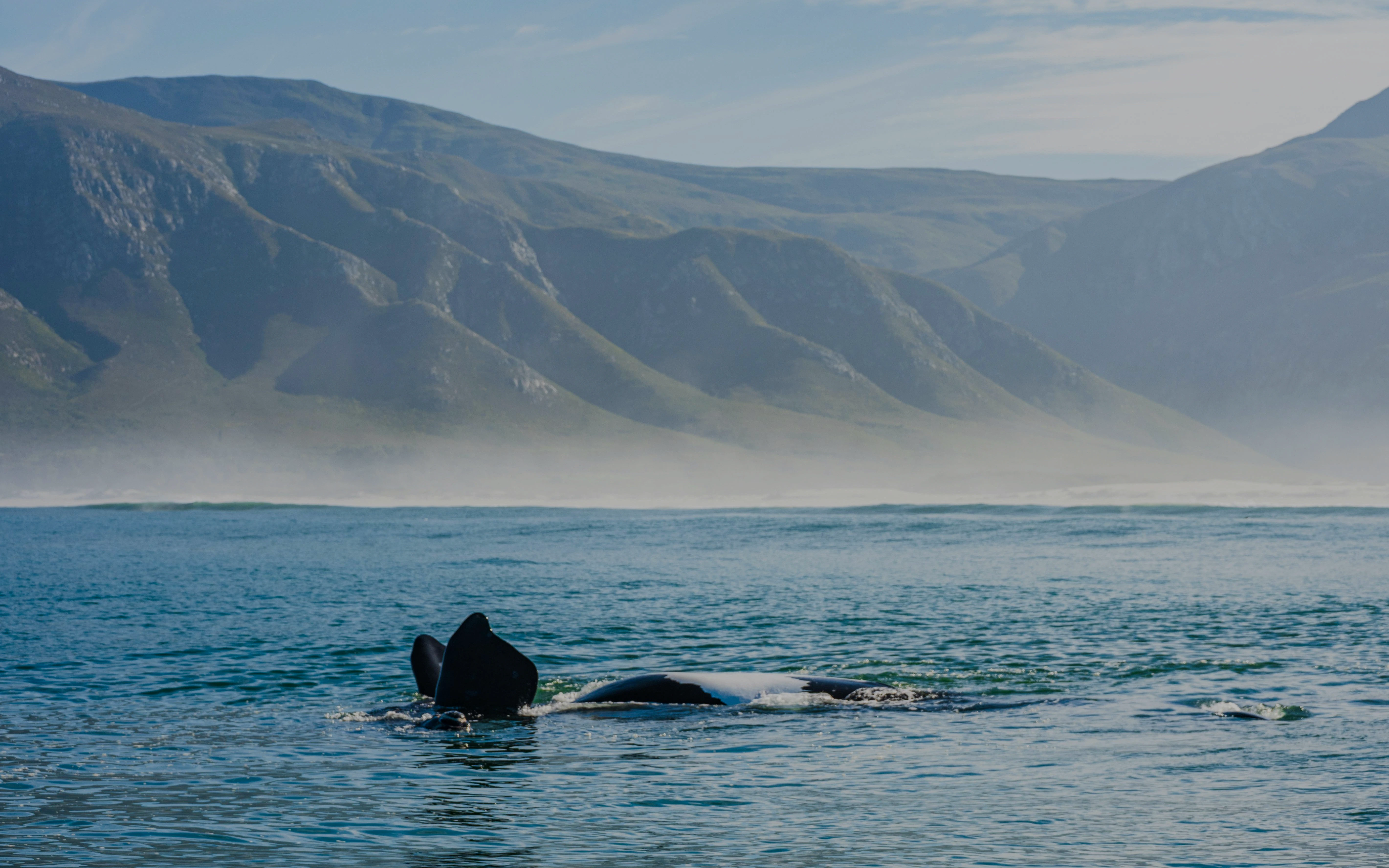 Whale tail surfacing in Hermanus Bay, South Africa with mountains in the background.