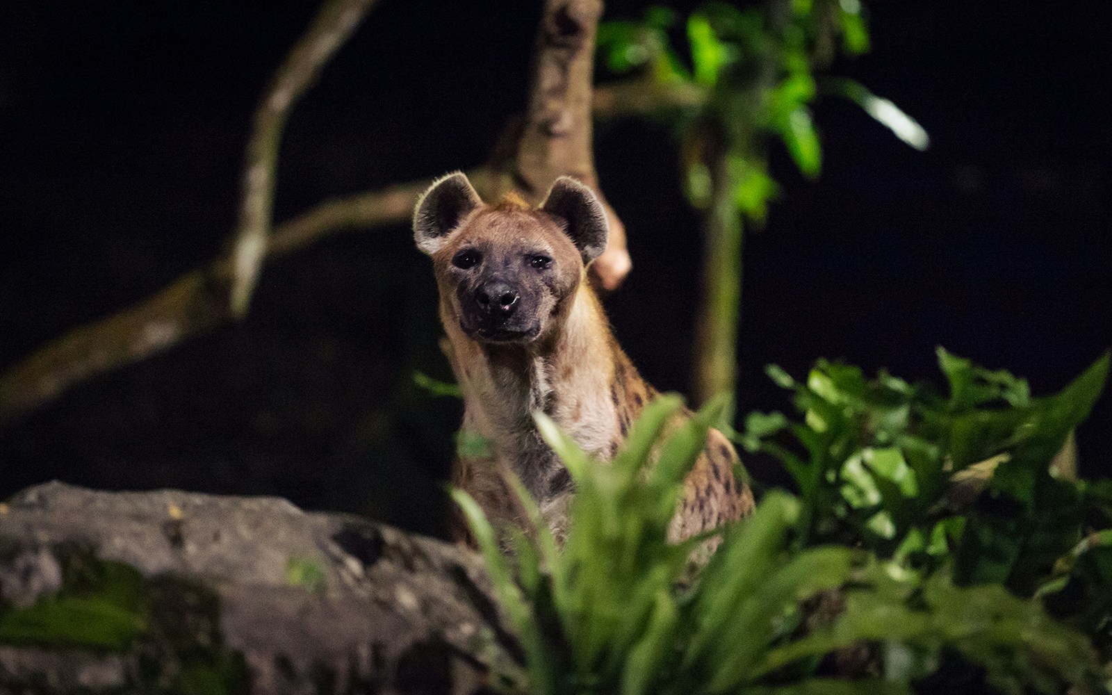 Hyena in jungle at night surrounded by foliage.