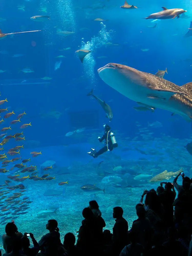 Diver with whale shark and fish at Okinawa Churaumi Aquarium.