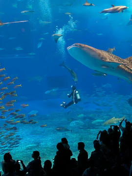 Diver with whale shark and fish at Okinawa Churaumi Aquarium.