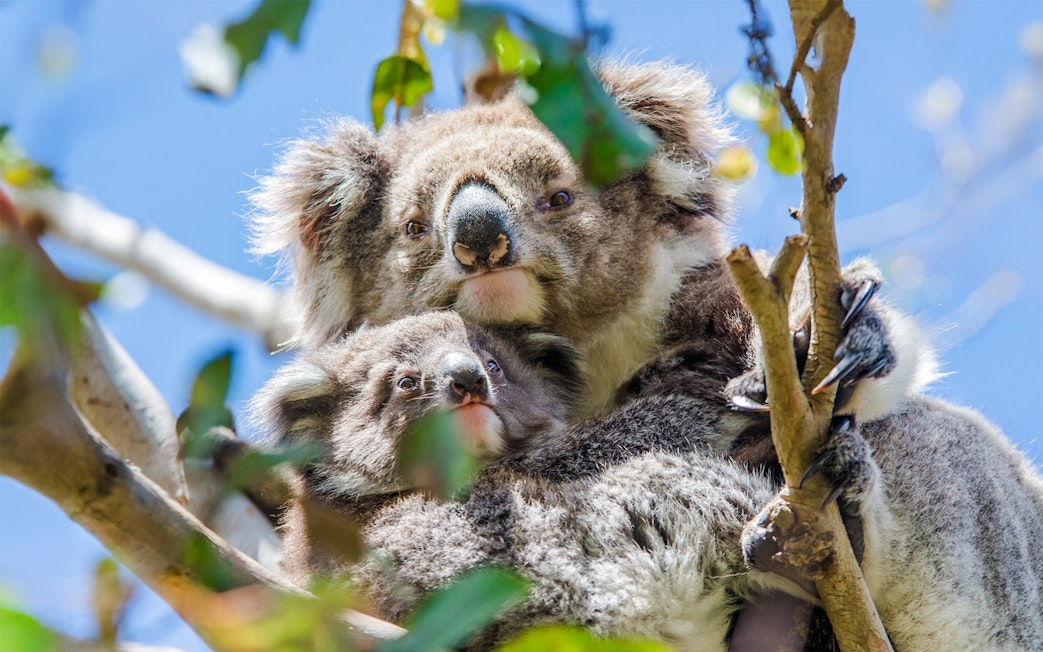 Koalas resting in a tree along the Great Ocean Road, Australia.