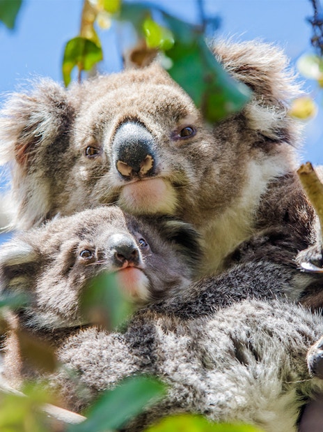 Koalas resting in a tree along the Great Ocean Road, Australia.