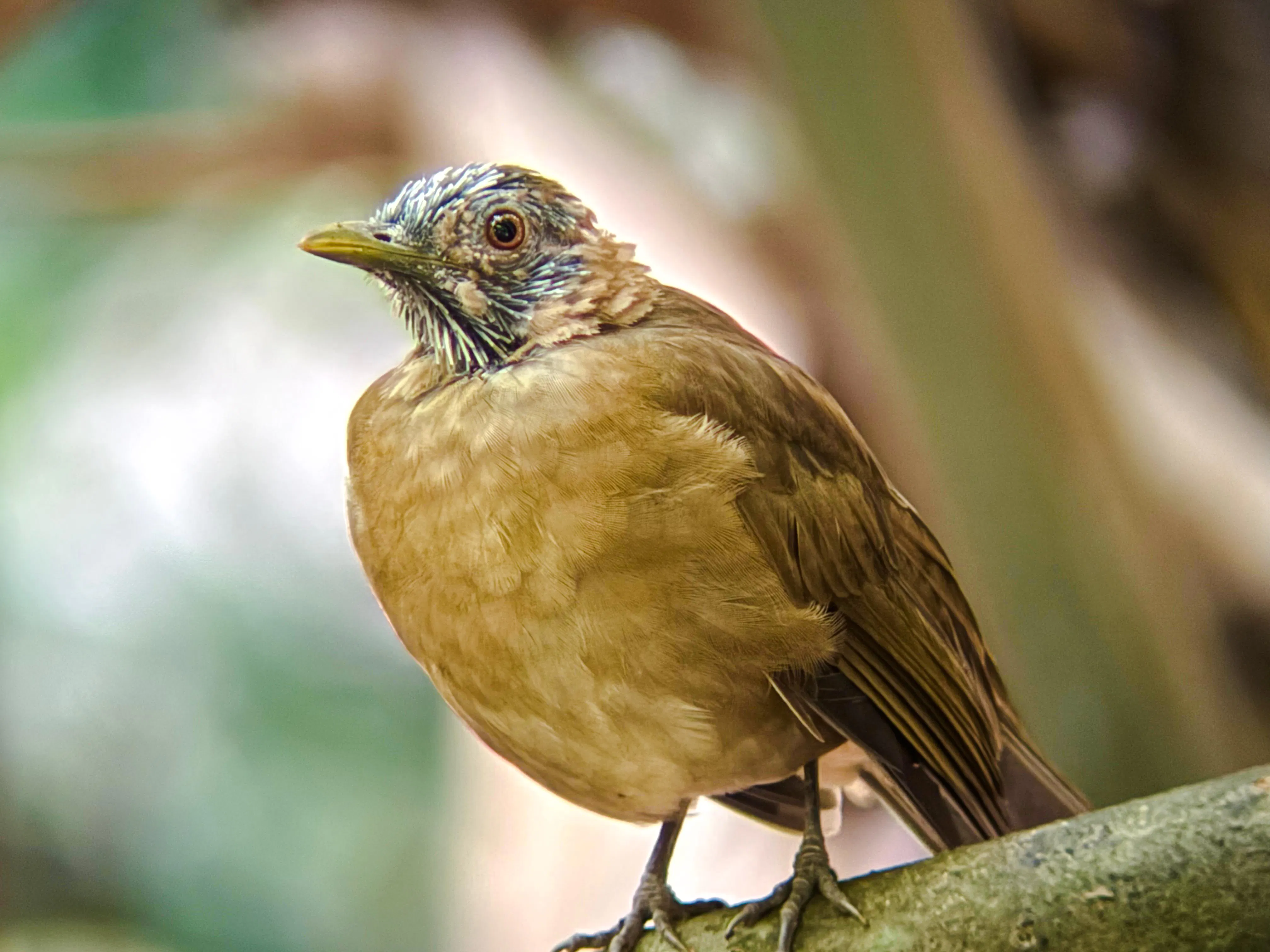 Bird in Manuel Antonio National Park, Costa Rica, seen during guided tour.