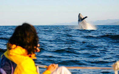 Whale breaching near boat during whale watching tour.