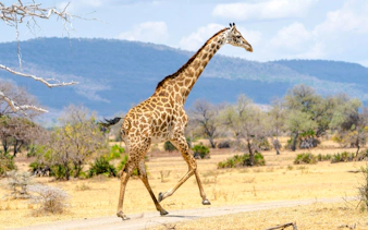 da zanzibar: safari di un giorno al parco nazionale di mikumi in aereo-5