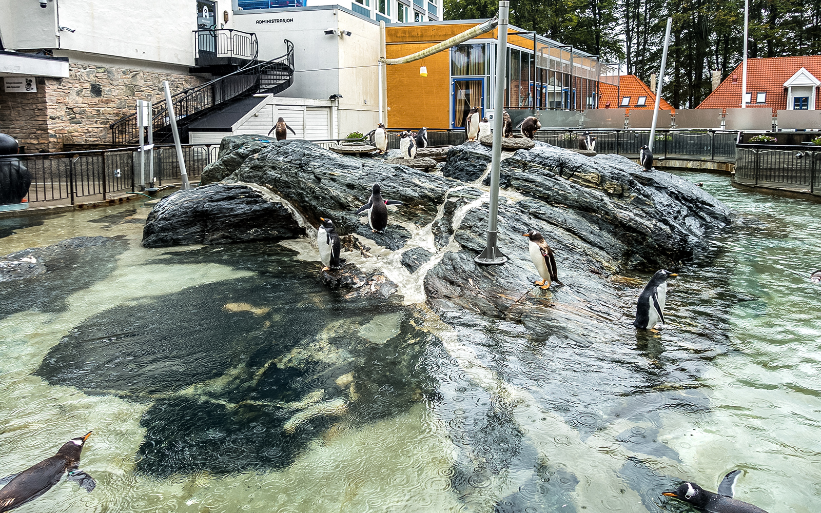 Penguins on rocky terrain at Bergen aquarium, Norway.