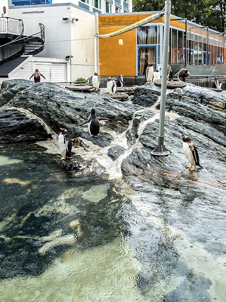 Penguins on rocky terrain at Bergen aquarium, Norway.