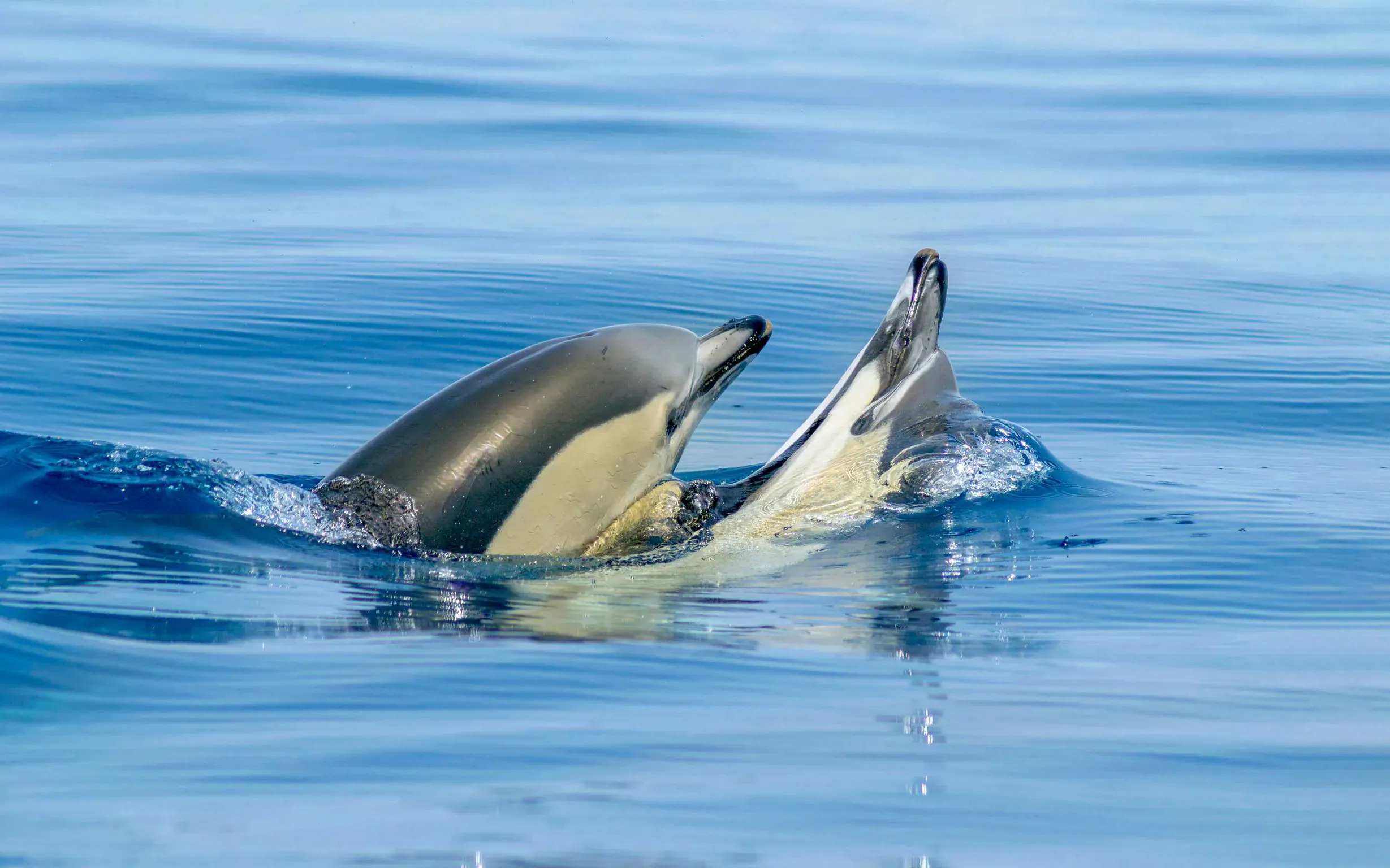 Dolphins swimming near Benagil Caves during a catamaran tour.
