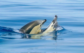 Dolphins swimming near Benagil Caves during a catamaran tour.