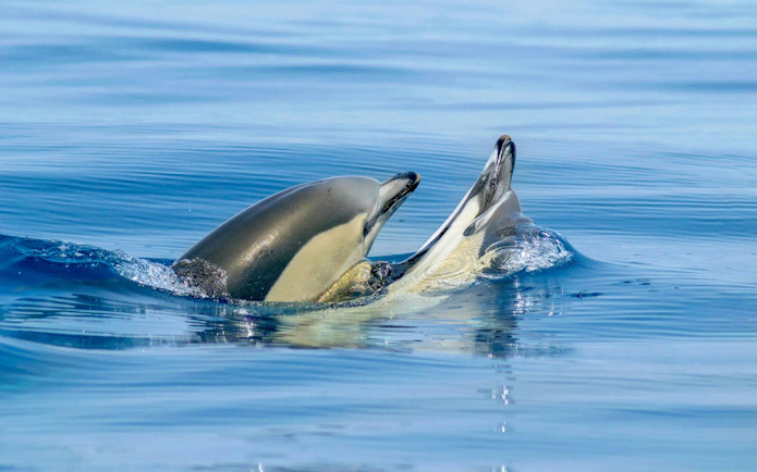 Dolphins swimming near Benagil Caves during a catamaran tour.