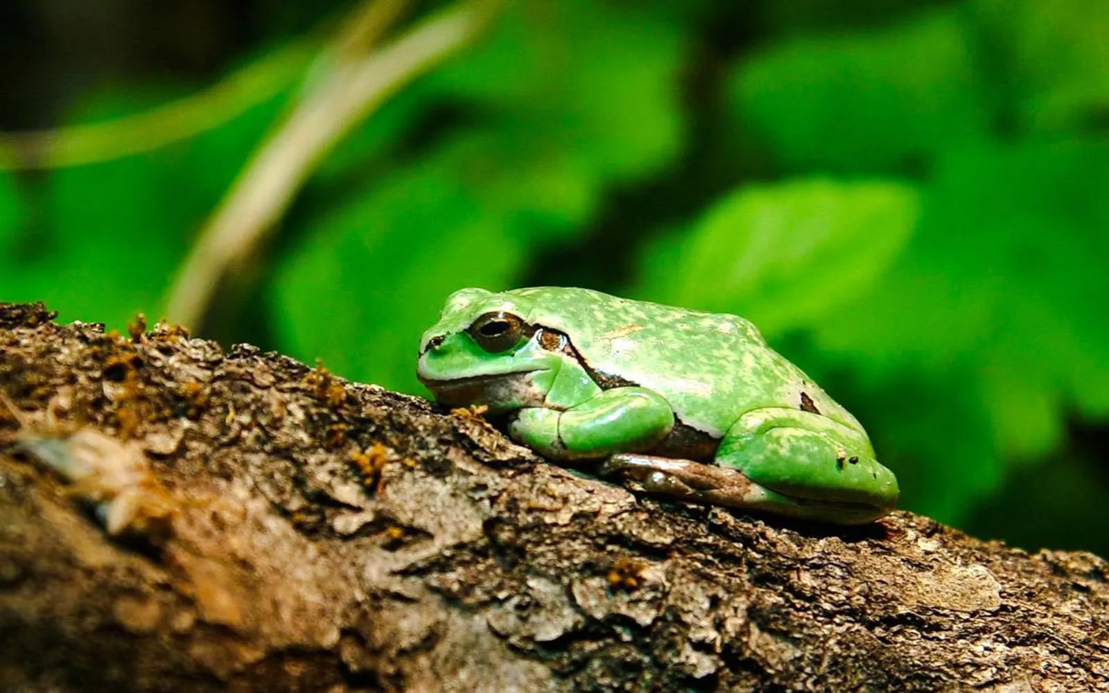 Small frog resting on a branch at Alpenzoo Innsbruck.
