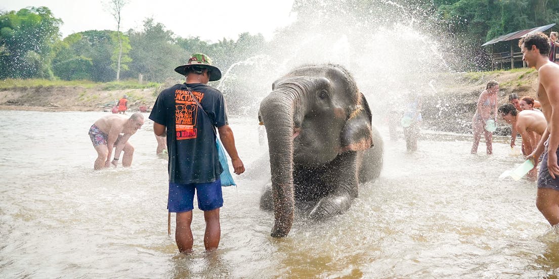 Santuário de elefantes na selva