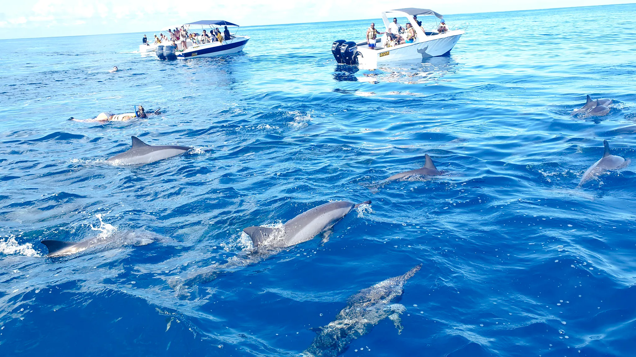 cruzeiro “encontros com golfinhos nas ilhas maurício” para a île aux bénitiers e crystal rock, com almoço e traslados-1