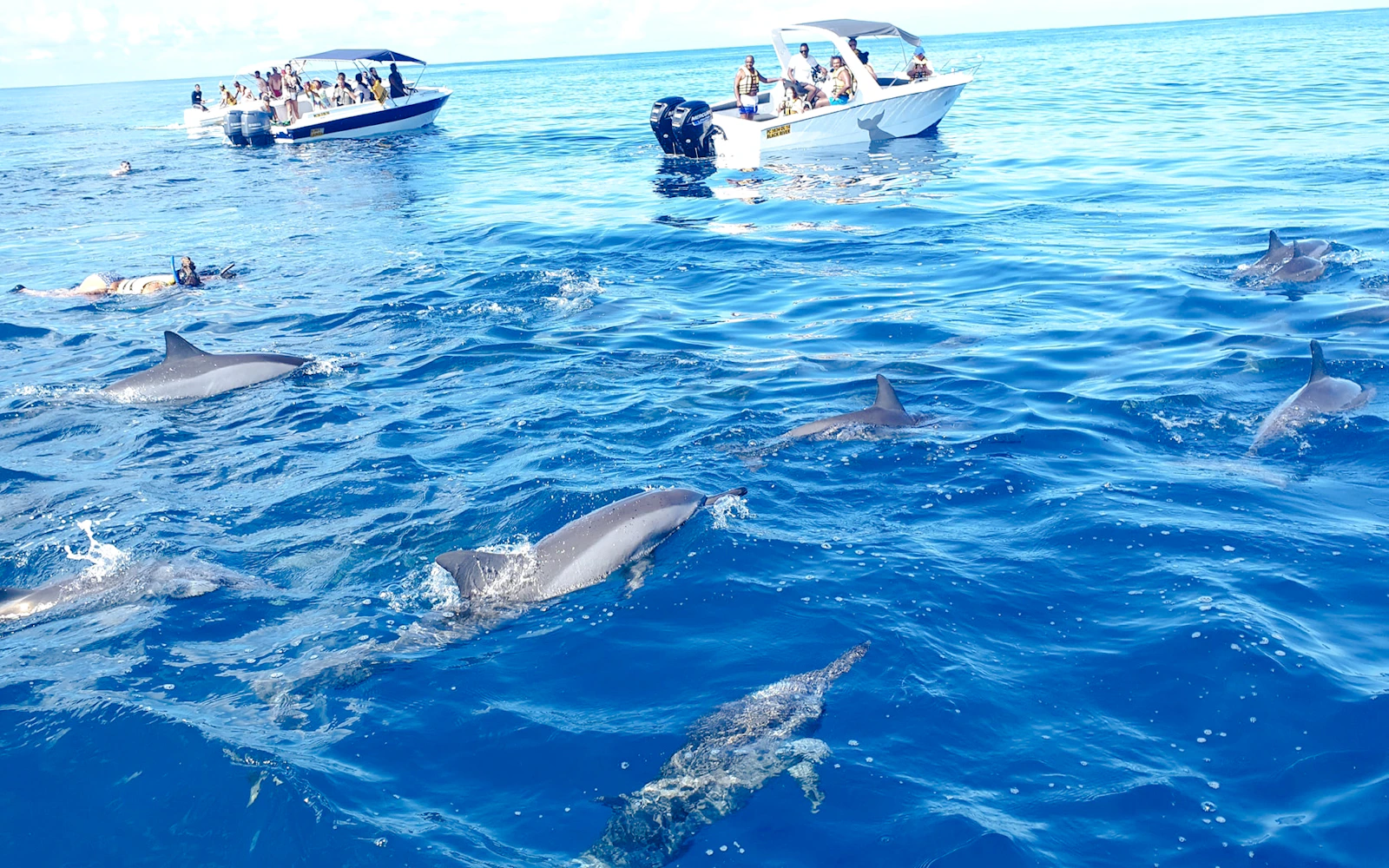Mauritius Dolphin Encounters Cruise to Île aux Bénitiers and Crystal Rock with Lunch and Transfers