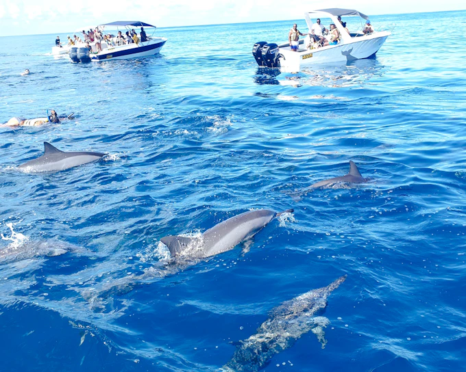 Mauritius Dolphin Encounters Cruise to Île aux Bénitiers and Crystal Rock with Lunch and Transfers