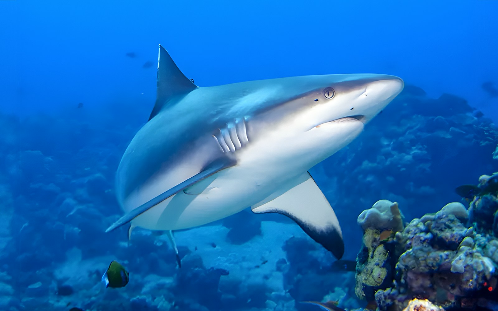 Shark swimming near coral reef at Gardaland Park aquarium.
