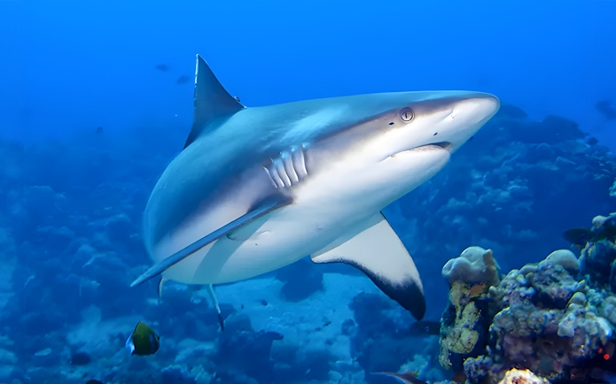 Shark swimming near coral reef at Gardaland Park aquarium.
