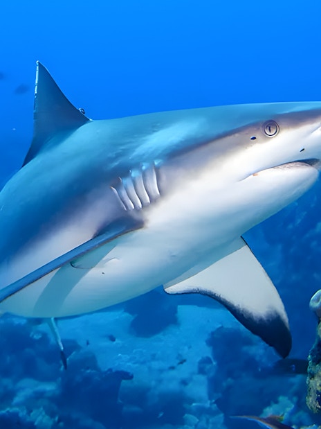 Shark swimming near coral reef at Gardaland Park aquarium.