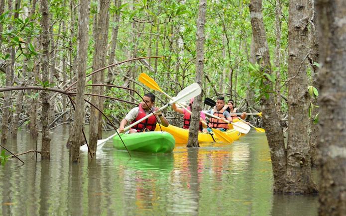 Kayakers navigating through Damas Island mangrove estuary near Manuel Antonio.