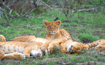 Lion cub among sleeping pride in Ol Pejeta Conservancy, Nairobi, Kenya grasslands.