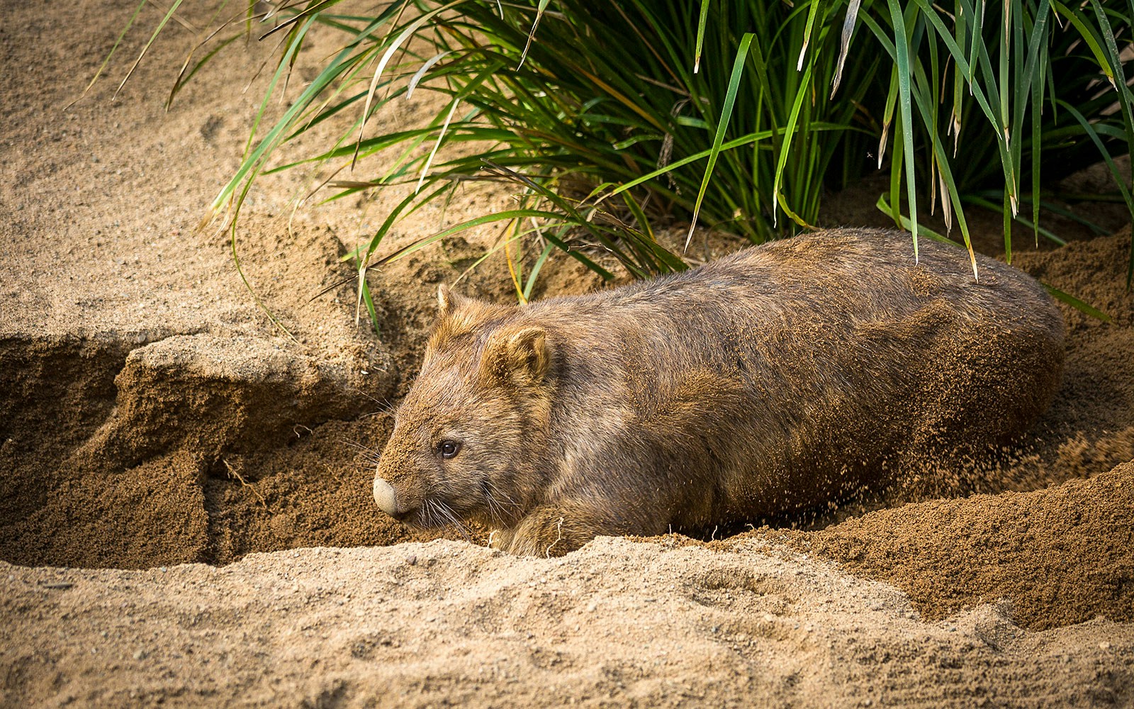 Wombat habitat at Moonlit Sanctuary