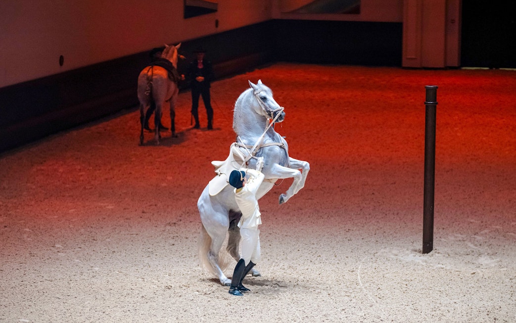 Equestrian performer with rearing horse at Abu Dhabi Royal Equestrian Arts show.