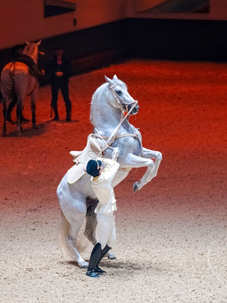 Equestrian performer with rearing horse at Abu Dhabi Royal Equestrian Arts show.