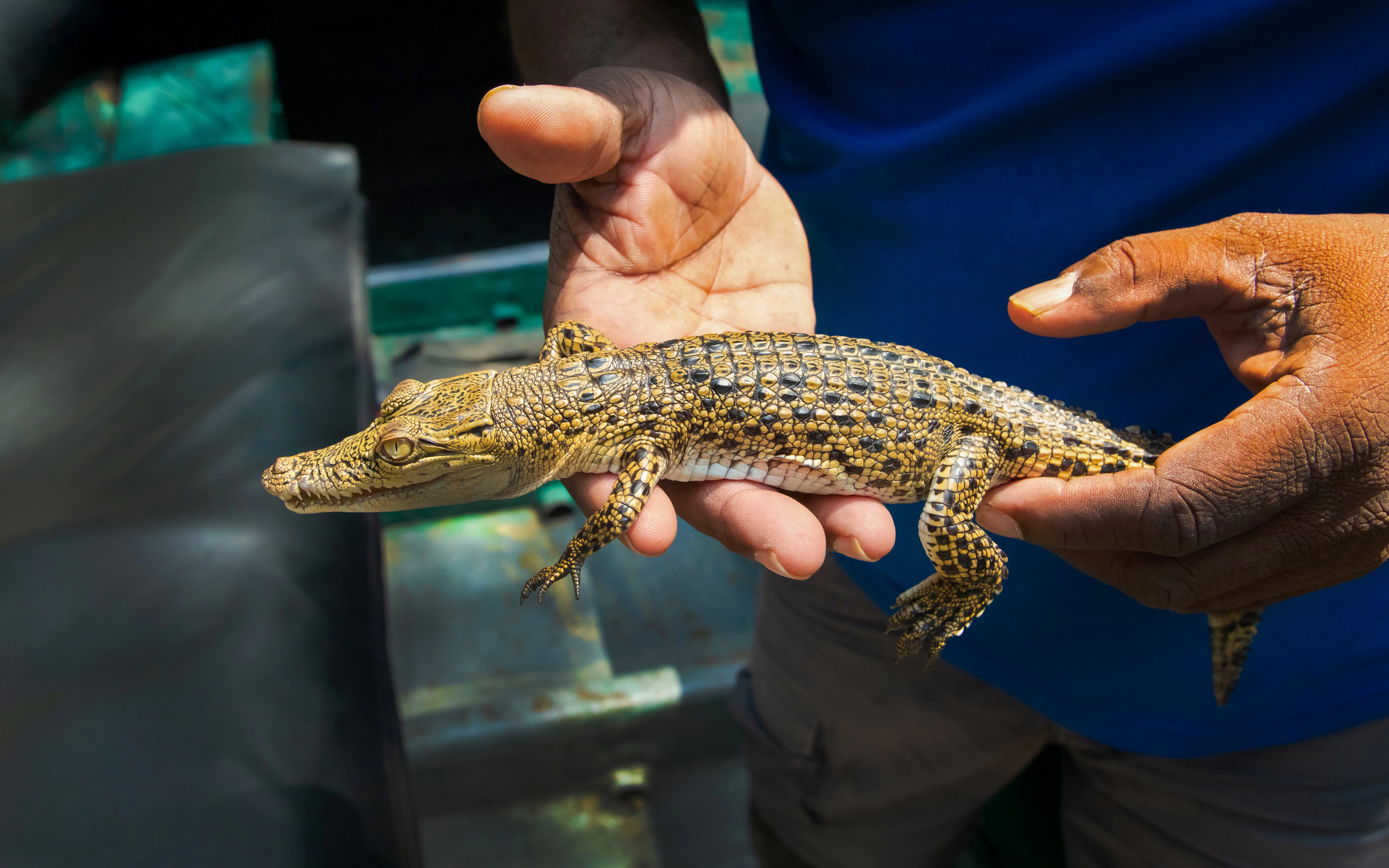 Baby crocodile held in hands during a wildlife tour.