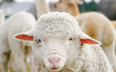 From Christchurch: Lake Tekapo Day Trip with Petting Zoo Entry
