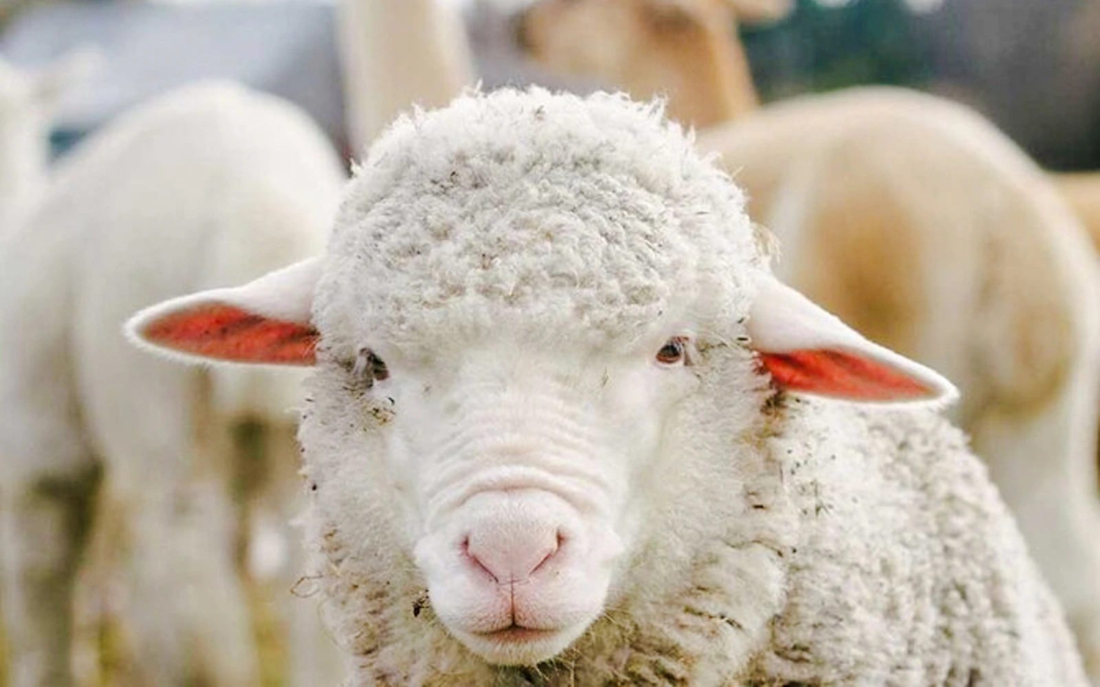 From Christchurch: Lake Tekapo Day Trip with Petting Zoo Entry Image 2