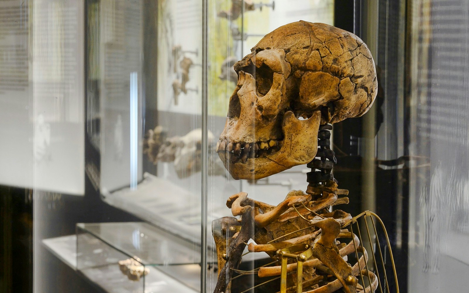 Human evolution exhibit at Natural History Museum Vienna showcasing early hominid skulls and artifacts.
