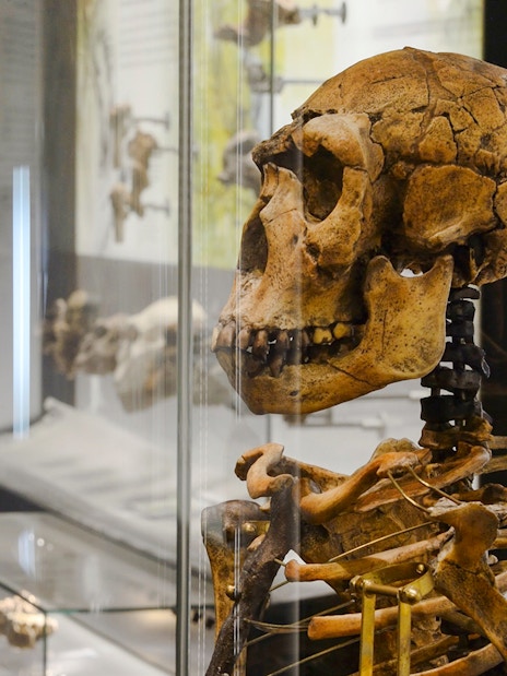 Skeleton display at the Human Evolution exhibit, Natural History Museum Vienna.