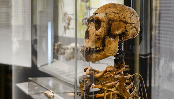 Human evolution exhibit at Natural History Museum Vienna showcasing early hominid skulls and artifacts.