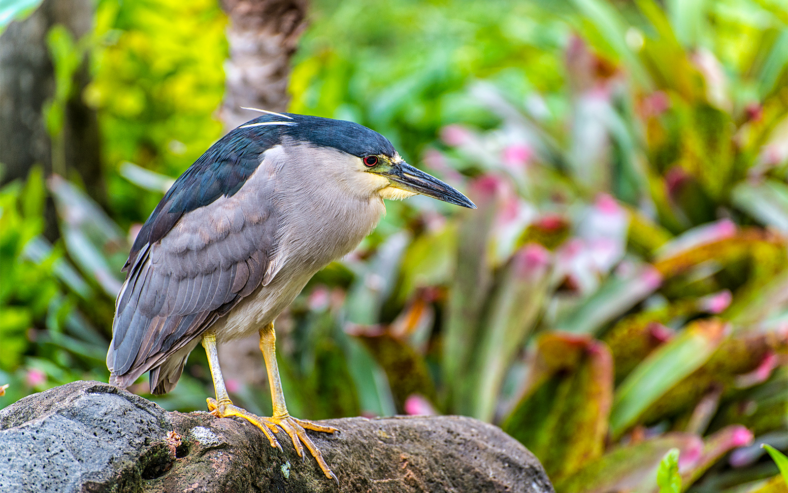 Payah Indah Discovery Wetlands