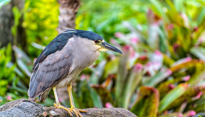 Payah Indah Discovery Wetlands