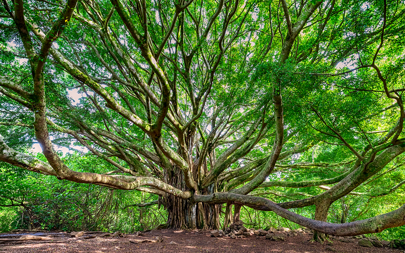 Sprawling banyan tree on the Premium Road to Hana tour, Maui, Hawaii.