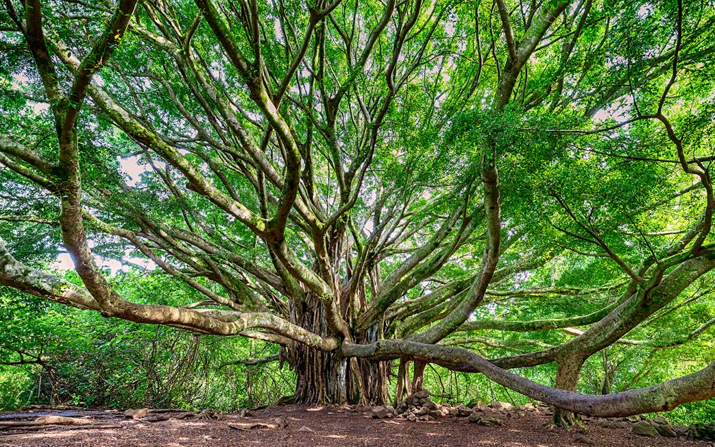 Sprawling banyan tree on the Premium Road to Hana tour, Maui, Hawaii.