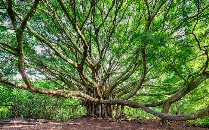 Sprawling banyan tree on the Premium Road to Hana tour, Maui, Hawaii.