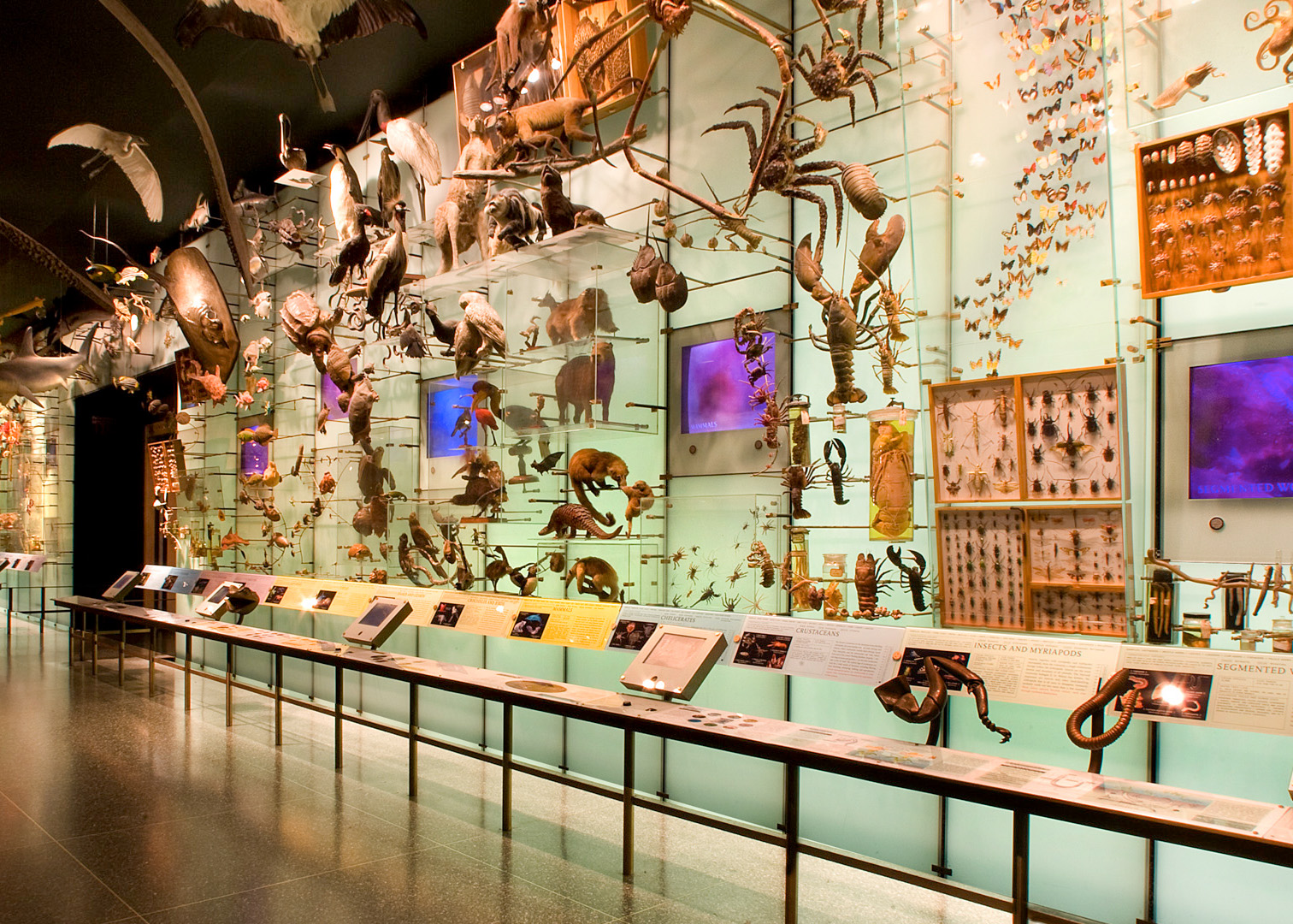 Hall of Biodiversity exhibit at the American Museum of Natural History, New York City.