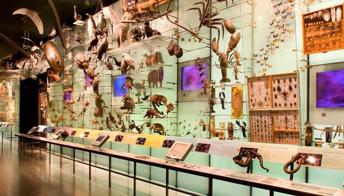 American Museum of Natural History