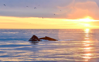 Whale surfacing in the ocean at sunset near Reykjavík.