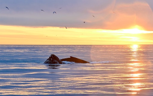 Whale surfacing in the ocean at sunset near Reykjavík.